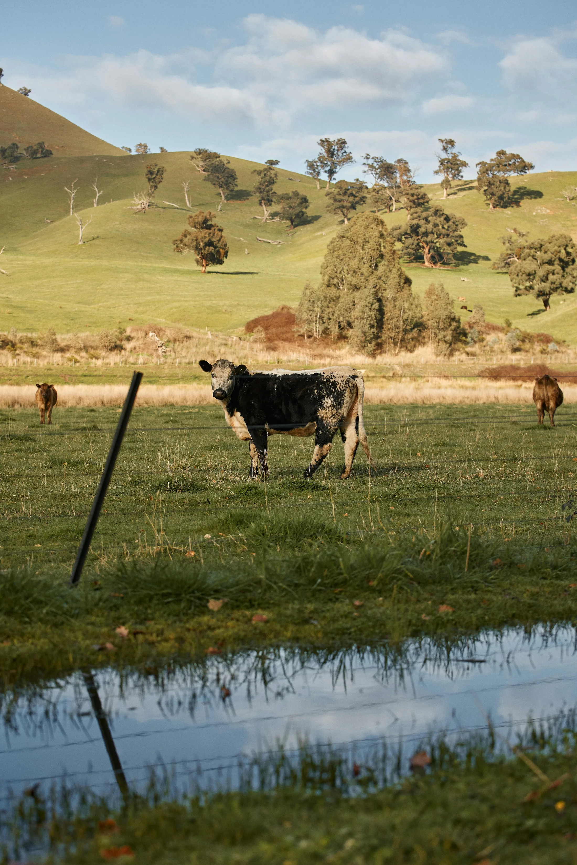 Cattle grazing across green hills