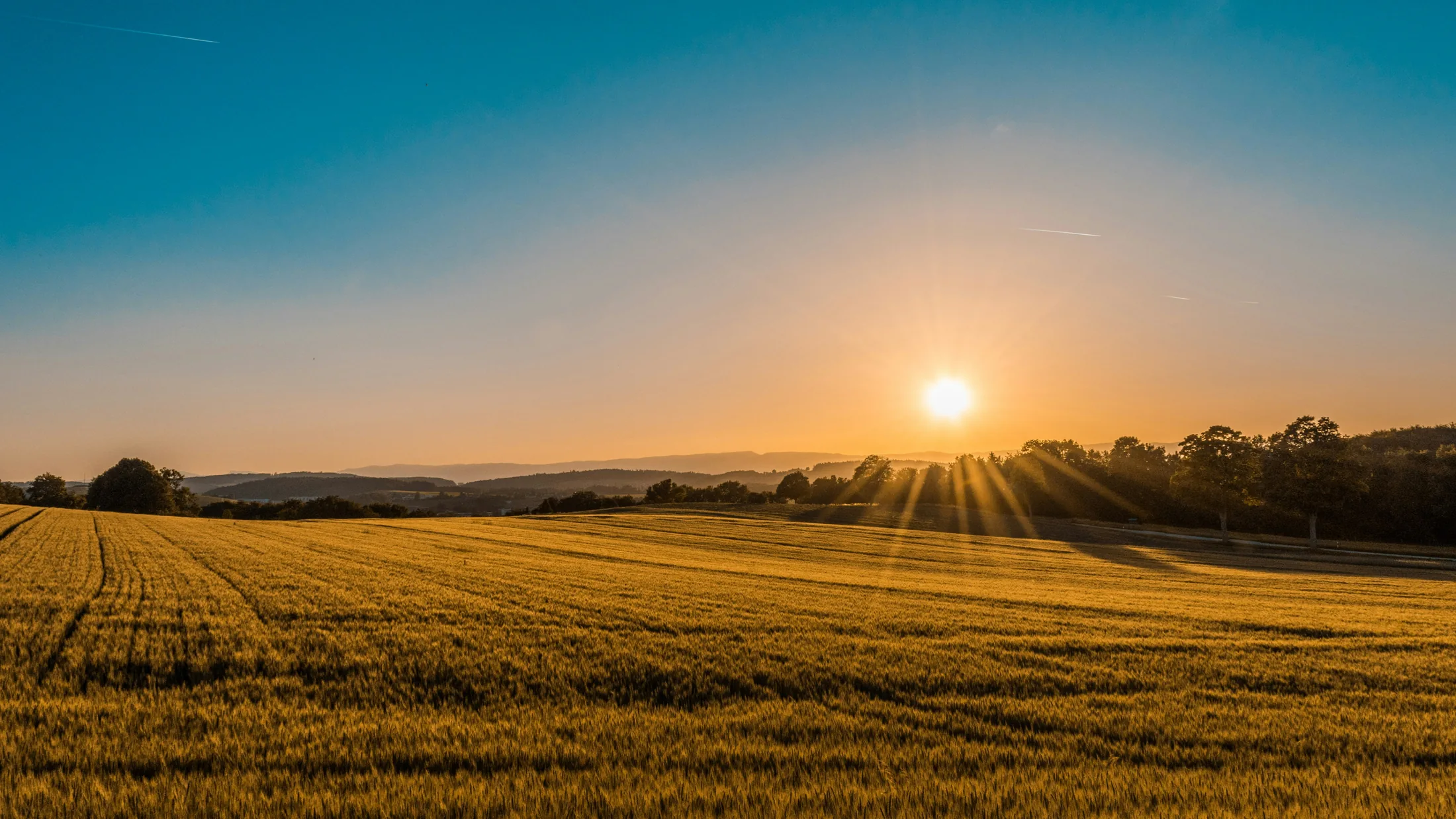 Golden grain fields in sunlight at Riverina Fields