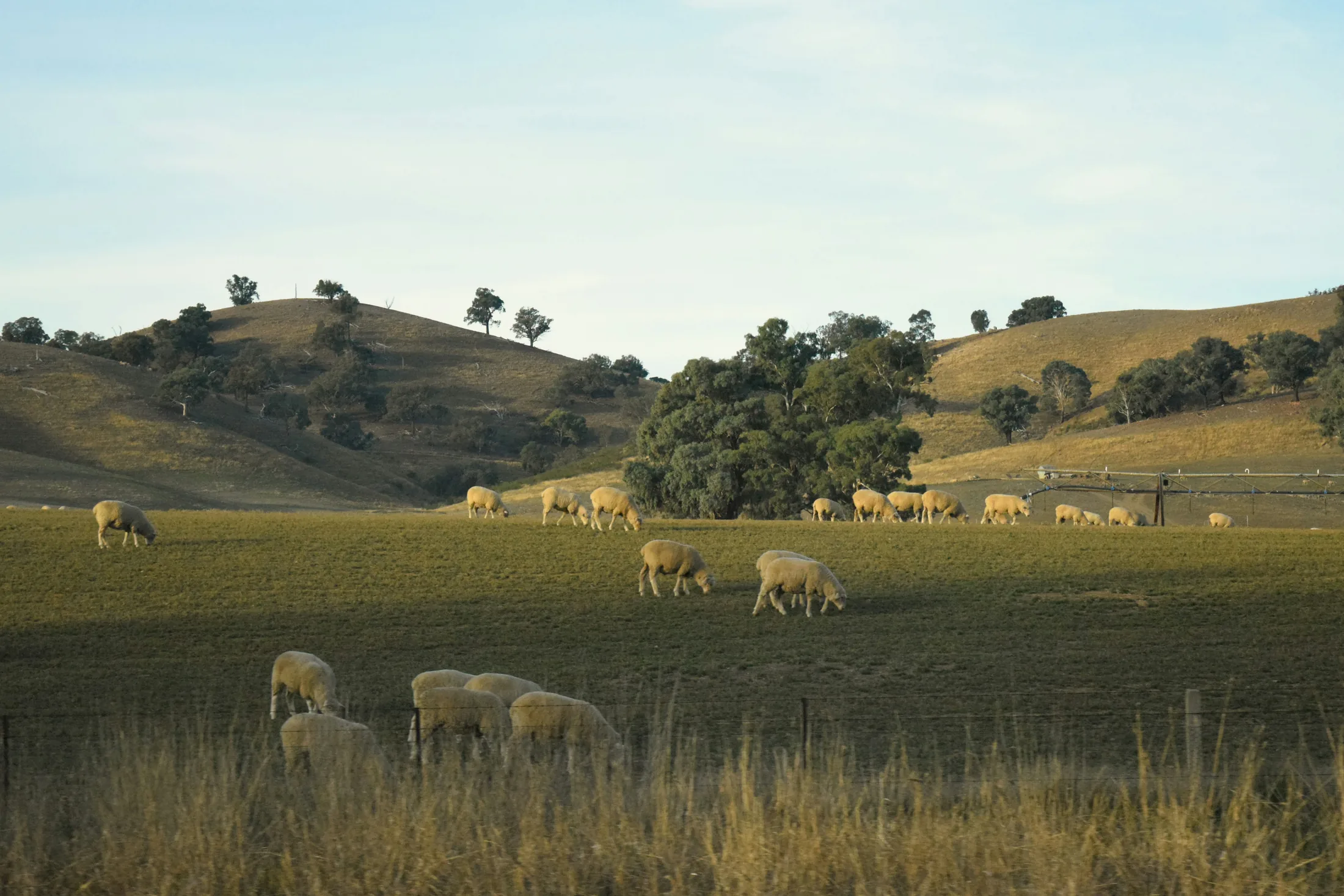 Sheep grazing across rolling rural country
