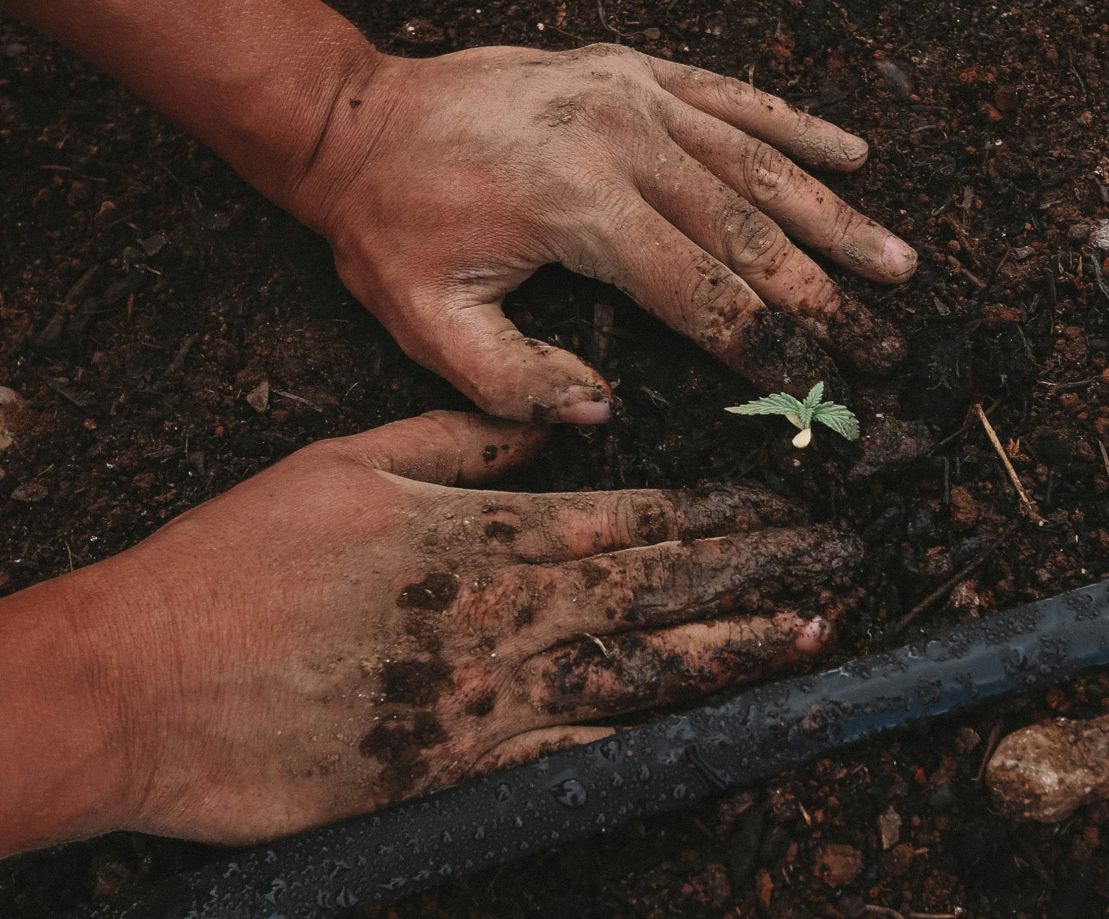 Hands supporting soil around a young seedling